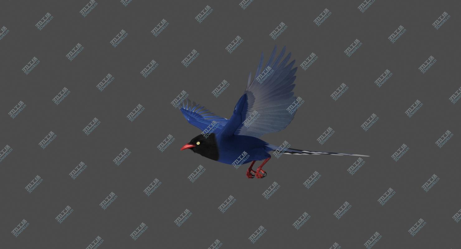 images/goods_img/2021040165/Taiwan Blue Magpie (Animated)/5.jpg